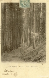 Gérardmer. - Forêt de Sapin à Kichompré
