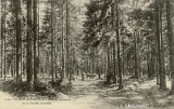 Environs de Plombières. - Chemin sous-bois de la Feuillée Nouvelle