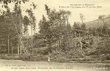Vallée de la Moselle. - Effets de  l'Ouragan du 17 juillet 1910. - Ce qui reste d'un bois. Propriété du Dr Brallet, RUPT