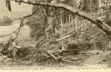 Vallée de la Moselle. - Effets de  l'Ouragan du 17 juillet 1910. - Les Dégâts en forêts, propriété du Dr Brallet, RUPT